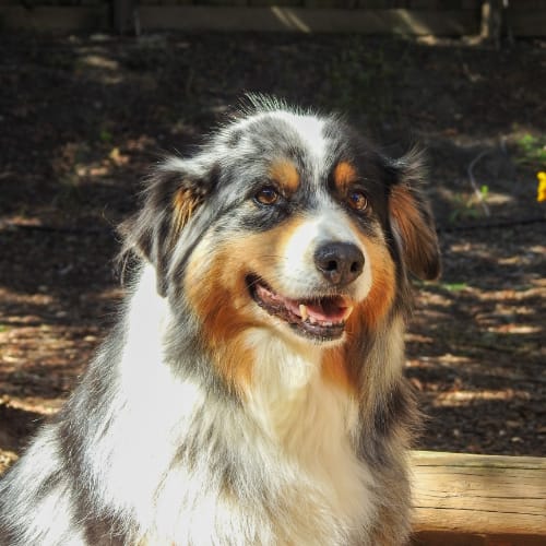 Tahoe, Vertex mascot